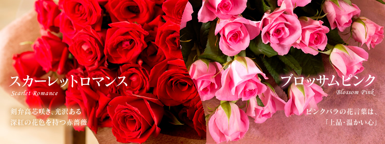 剣弁高芯咲き。光沢ある深紅の花色を持つ赤薔薇　スカーレットロマンス