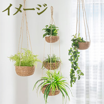 両手いっぱい おまかせハンギング観葉植物（1鉢）【ご自宅用簡易包装