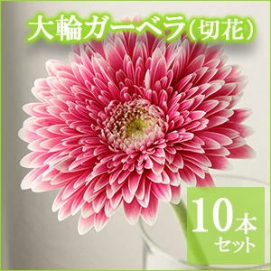 肢ς@փK[xip[{[j10{ypȈՕz̑iƂ̍Zs