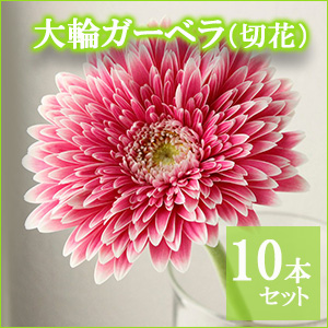 大輪ガーベラ　ハーモニーセット 大輪ガーベラ ”パワーボール” 10本 | 新鮮お花問屋 Jp-Farmers.com