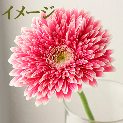 両手いっぱい 大輪ガーベラ（パワーボール）10本【ご自宅用簡易包装