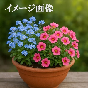 �~�I�\�e�B�X(�Y��ȑ�)�ƃJ���u���R�A�̊񂹐A���i�o�X�P�b�g�t���j�@�y������p�ȈՕ�z�����̑����i�Ƃ̍��Z�s��