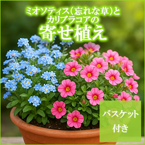 �~�I�\�e�B�X(�Y��ȑ�)�ƃJ���u���R�A�̊񂹐A���i�o�X�P�b�g�t���j�@�y������p�ȈՕ�z�����̑����i�Ƃ̍��Z�s��