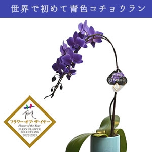 �y���A�z���E�ł͂��߂ĐF�R�`���E���� �@�n�@1�{���āi����j