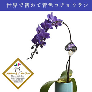 �y���A�z���E�ł͂��߂ĐF�R�`���E���� �@�n�@1�{���āi����j