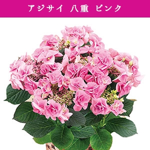 �y���ԁz�@�A�W�T�C�@���d�@�s���N�n�@5�����@�i�o�X�P�b�g�j