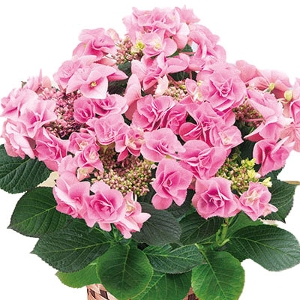 �y���ԁz�@�A�W�T�C�@���d�@�s���N�n�@5�����@�i�o�X�P�b�g�j