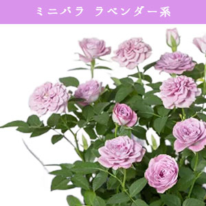 �y���ԁz�@�~�j�o���@���x���_�[�n�@5�����@�i�o�X�P�b�g�j