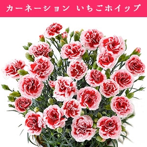 �y���ԁz�@�J�[�l�[�V�����@�������z�C�b�v�@�ԁ~���n�@5�����@�i�o�X�P�b�g�j