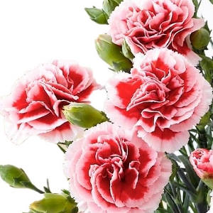 �y���ԁz�@�J�[�l�[�V�����@�������z�C�b�v�@�ԁ~���n�@5�����@�i�o�X�P�b�g�j