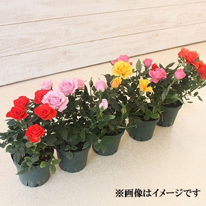 ���肢���ς��@�~�j�o��3��񂹐A���Z�b�g�i�o�X�P�b�g�t�j�@�y������p�ȈՕ�z�����̑����i�ȊO�Ƃ̍��Z�s��