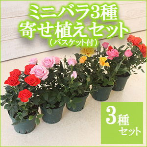 ���肢���ς��@�~�j�o��3��񂹐A���Z�b�g�i�o�X�P�b�g�t�j�@�y������p�ȈՕ�z�����̑����i�ȊO�Ƃ̍��Z�s��