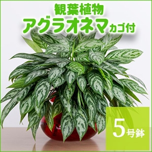 ���肢���ς��@�ϗt�A���@�A�O���I�l�}�i5�����j�J�S�t�y������p�ȈՕ�z�����̑����i�ȊO�Ƃ̍��Z�s��