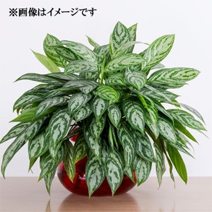 ���肢���ς��@�ϗt�A���@�A�O���I�l�}�i5�����j�J�S�t�y������p�ȈՕ�z�����̑����i�ȊO�Ƃ̍��Z�s��