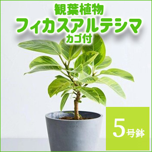 ���肢���ς��@�ϗt�A���@�t�B�J�X�A���e�V�}�i5�����j�J�S�t�y������p�ȈՕ�z�����̑����i�ȊO�Ƃ̍��Z�s��