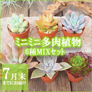 ���肢���ς��@�~�j�~�j�����A��6��MIX�Z�b�g�y������p�ȈՕ�z�����̑����i�Ƃ̍��Z�s��