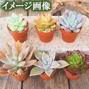 ���肢���ς��@�~�j�~�j�����A��6��MIX�Z�b�g�y������p�ȈՕ�z�����̑����i�Ƃ̍��Z�s��