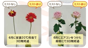 �C�~���N���~�X�g���������ʔ̔����i�ȊO�Ƃ̍��Z�s��