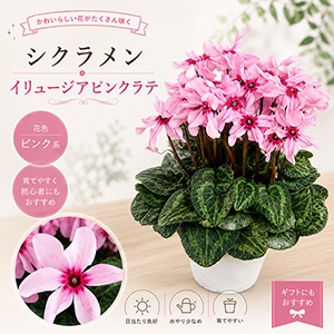 ���肢���ς��@�V�N�������@�C�����[�W�A�s���N���e�i4�����j�y������p�ȈՕ�z�����̑����i�Ƃ̍��Z�s��