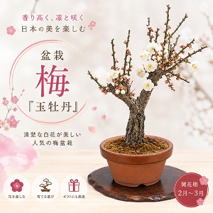 ���肢���ς��@�~�́@�~�w�ʉ��O�x�@7���y������p�ȈՕ�z�����̑����i�Ƃ̍��Z�s��