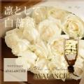 class salon bouquet(花束)ホワイトローズ　アバランチェ15本