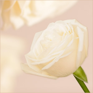 ホワイトローズ　アバランチェ　お花の追加【1本1500円】1本〜10本までの中からお選びください。