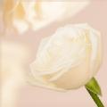 ホワイトローズ　アバランチェ　お花の追加【1本1500円】1本〜10本までの中からお選びください。