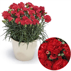 母の日限定 カーネーション Class Salon 母の日限定 カーネーション Class Salon