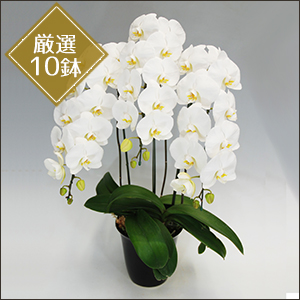 胡蝶蘭（白）【陶器鉢入り】 2018冬 class salon