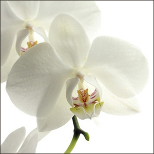 t*a様 白の胡蝶蘭 White Radiance（胡蝶蘭白3本立） I 花鉢-ゴトウフローリスト