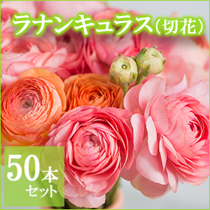 好評 ラナンキュラス様専用 珍しい Cfpeace Org