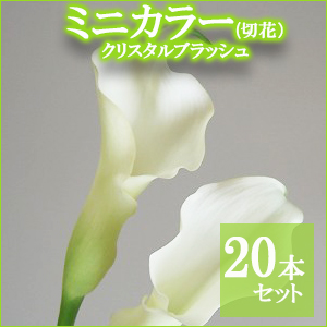 カラー30本セット【ご自宅用簡易包装】