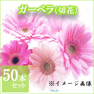 ガーベラ50本セット【ご自宅用簡易包装】