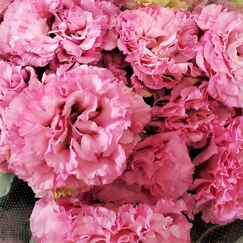 トルコキキョウ八重 ピンク 本セット ご自宅用簡易包装 その他商品との合算不可 両手いっぱい Class Salon