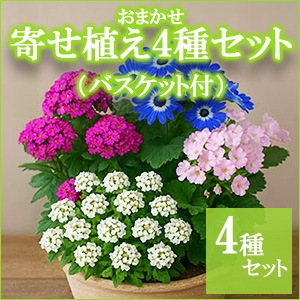 ���܂����񂹐A���S��Z�b�g�i�o�X�P�b�g�t���j�@�y������p�ȈՕ�z�����̑����i�Ƃ̍��Z�s��